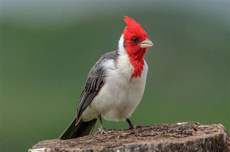 10 Species Of Cardinal Birds In 2023 With Pictures And Info Optics Mag