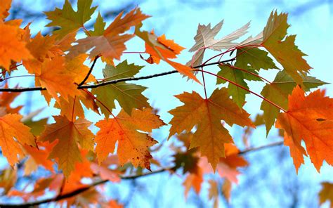 3840x2400 Maple Leaves Branches 4k Hd 4k Wallpapers Images