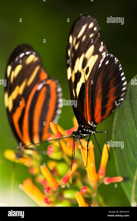 Two Exotic Butterflies Hi Res Stock Photography And Images Alamy