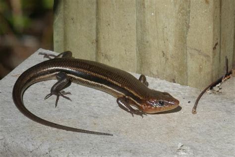 Southeastern Five Lined Skink Facts Habitat Diet Life