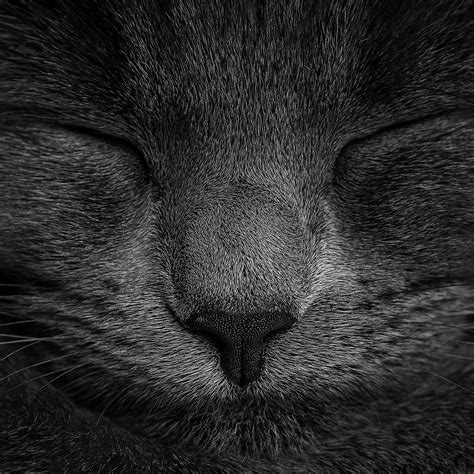 Ae80 Sleeping Black Cat Zoom Nature Wallpaper