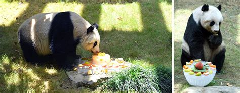 Worlds Oldest Panda Celebrates 37th Birthday And Sets Guinness World