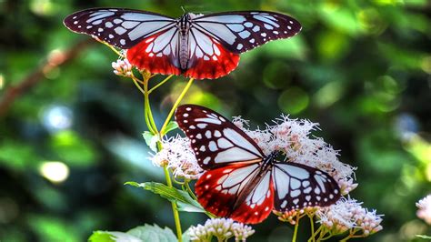 Download Wallpaper 1920x1080 Butterfly Patterns Lines Insect Full Hd