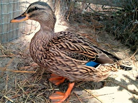 Best Duck Breeds For Pets And Egg Production Hgtv