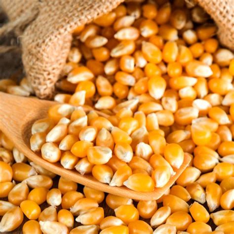 Feed Grade Yellow Corn Rs 8000 Ton Dole Group Of Companies Id