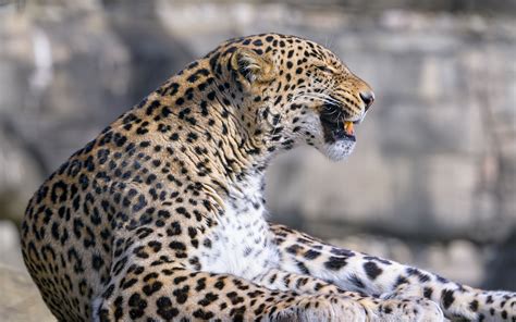Download Wallpaper 3840x2400 Leopard Animal Predator Grin Big Cat