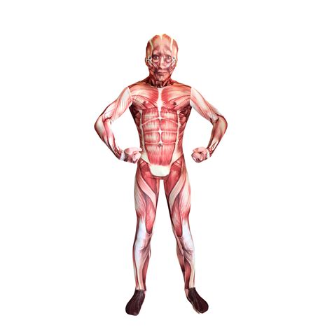 Learn about pictures of muscles human with free interactive flashcards. Morphsuit Spieren Kind