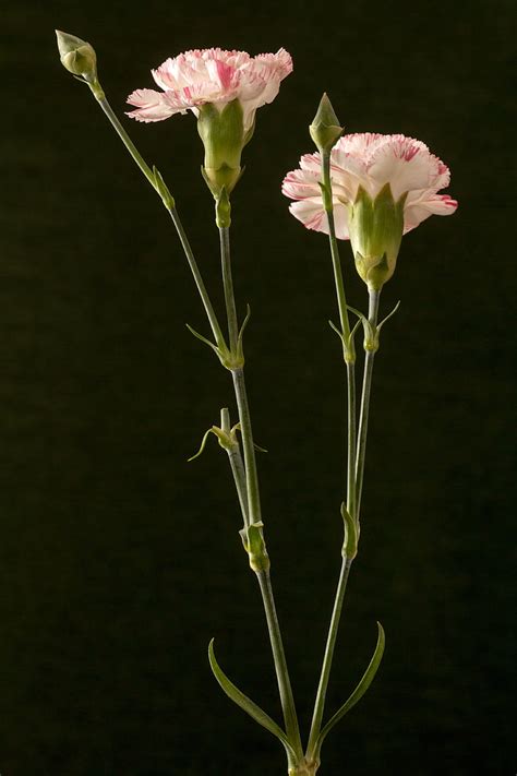 Free Photo Flower Carnation Pink Ornamental Plant Macro Hippopx