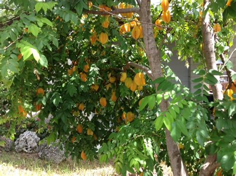 Do not fertilize in winter! Fruit Trees - Home Gardening Apple, Cherry, Pear, Plum ...