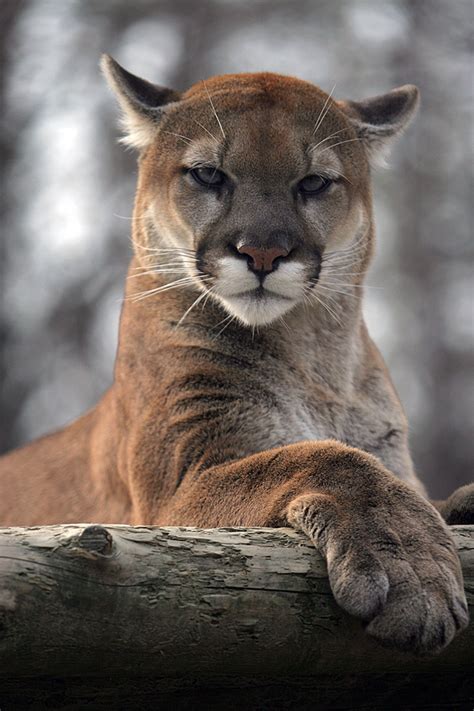 Cougar Also Known As A Puma Or Mountain Lion Nature Animals Animals