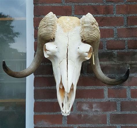 Rarely Seen Large Musk Ox Skull Complete Ovibos Moschatus 40 X 48