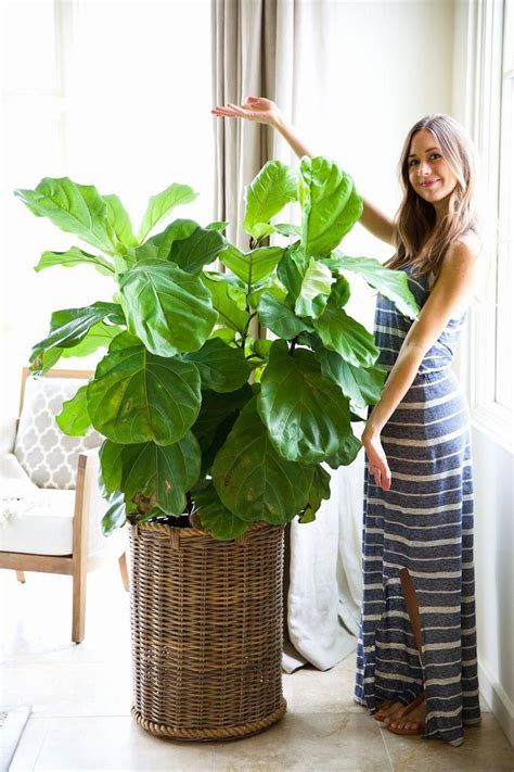 How To Keep Your Houseplants Green And Gorgeous Plants Indoor Plants