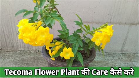 Tecoma Flower Plant की Care कैसे करे How To Care Tecoma Stans In Pot