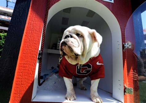 253 Best Images About Ga Dawg Pics On Pinterest Football