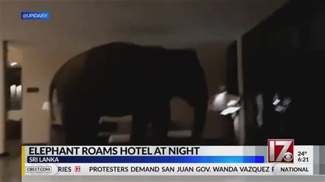 Elephant Walks Through Hotel In Sri Lanka Youtube