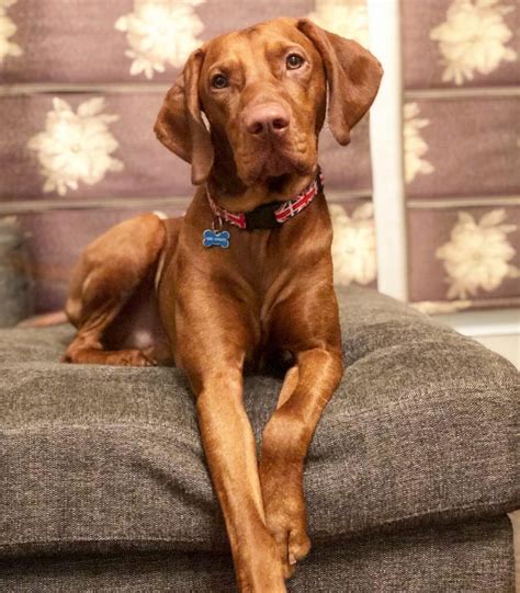 15 Amazing Facts About Vizsla Dogs You Probably Never Knew Page 5 Of