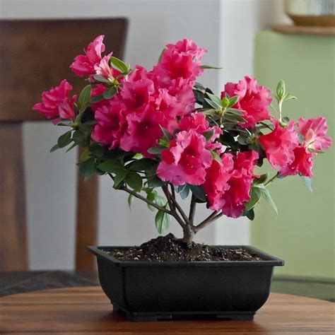 We did not find results for: Easy flowers to grow indoors - a useful guide for indoor ...