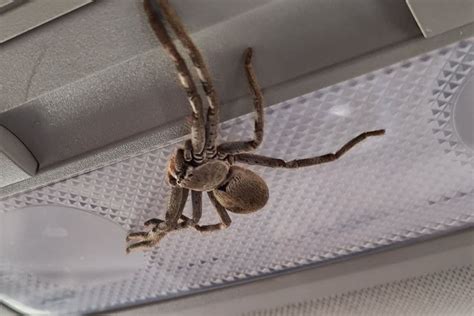 Giant Huntsman Spider Crawled Inside Australian Woman S Car Picture Goes Viral