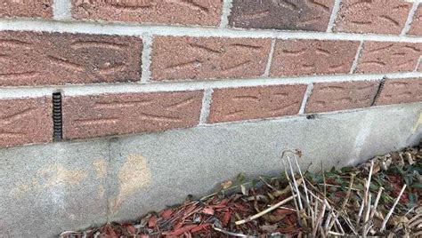Place traps with the baited end close to the wall. 3 Signs Your Have Mice In The Walls And How You Can Get ...
