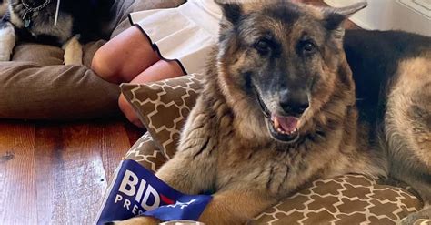 We are a local ct rescue dedicated to those rescue and abused dogs that can't speak for themselves. Joe Biden's Dog Will Make History As First Rescue Dog In ...