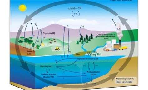 Ciclos Biogeoquimicos Que Son Tipos E Importancia Resumen Otosection