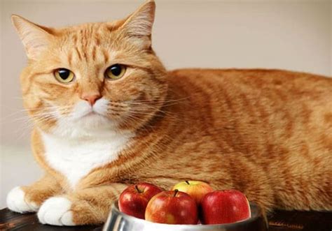 Maybe you would like to learn more about one of these? Can Cats Eat Apples? Here 2 Things You Should Know Before ...