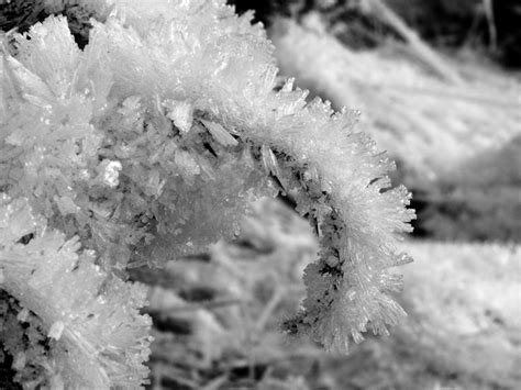 Black And White Photo Of Ice Crystals Forming On A Branch