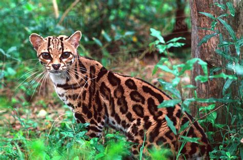 Margay Leopardus Wiedi Native To Mexico Into South America Wild Cat