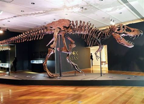 Fóssil De T Rex Stan é Leiloado Por Us 318 Milhões