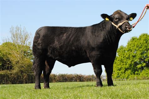 Warrenho Young Bulls For Sale Aberdeen Angus Cattle Society