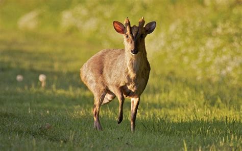 Muntjac Deer On The Trail Of The Tiny Trespassers