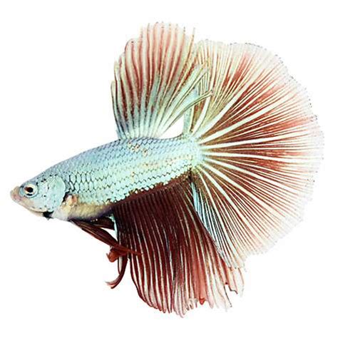 Check out our betta fish selection for the very best in unique or custom, handmade pieces from our aquariums & tank décor shops. How Much Are Betta Fish? What Do All The Types Cost?