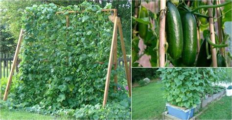 How To Grow Cucumbers Vertically How To Instructions