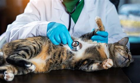 145 Female Veterinary Surgeon Examining Cat Surgery Stock Photos Free
