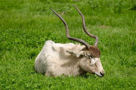 Top 10 Amazing Horns In The Animal Kingdom The Mysterious World