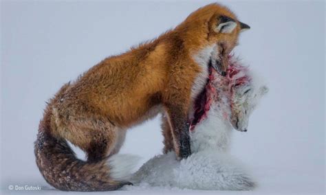 When Species Collide Red Foxes Vs Arctic Foxes