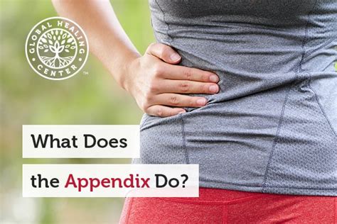What Does The Appendix Do Dr Eddy Bettermann Md