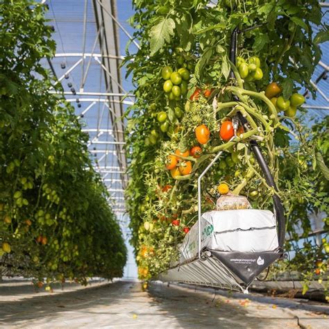 Advantages Of Tomato Growing In Hydroponic Systems Hydroponic Systems