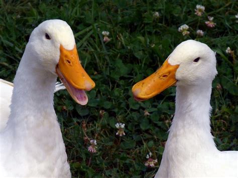 White Ducks Quacking Photograph By Christine Stack Pixels