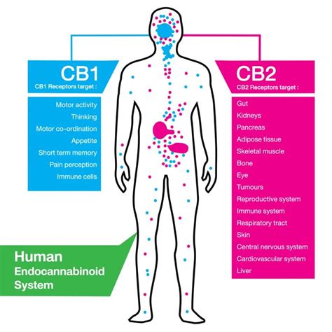 four types of cannabinoid receptors and how they work