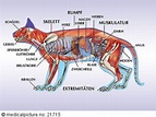 Katzenanatomie durchscheinend in drei Phasen 1. Skelett, 2. Organe,3 ...