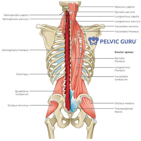 Multifidus Why This Muscle Matters For Pelvic Pain And Incontinence