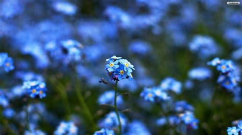 Blue Flowers Wallpapers Hd Background Images Photos Pictures Yl