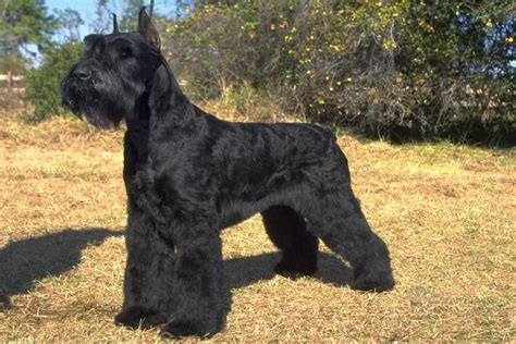 giant schnauzers  facts   loyal imposing working dogs