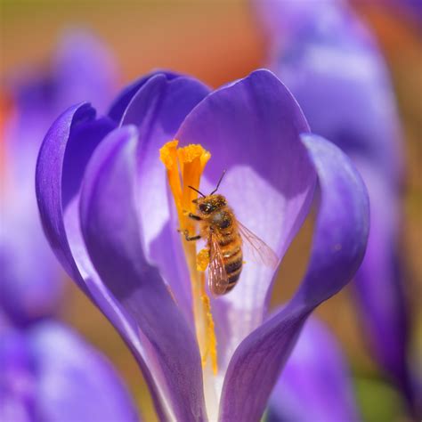By choosing the right annual flowers, you can make sure that you have flowers in bloom right through from early spring to late autumn. The 10 Best Flowers For Attracting Bees - The English Garden