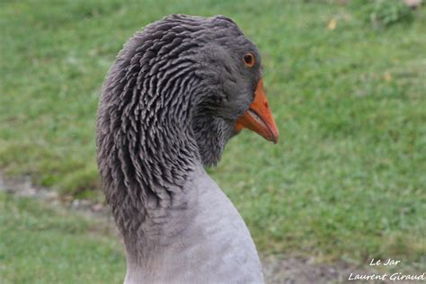 Photo du Portrait de Mr le JAR, oie de Toulouse. | seance de… | Flickr