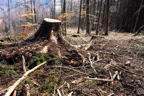 Damaged Forest After Logging With Remaining Stumps Stock Photo Image