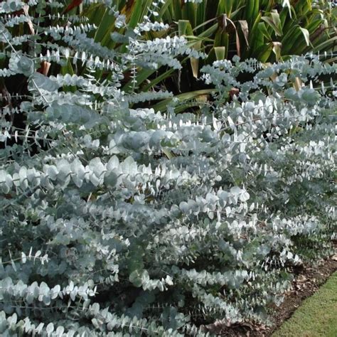 Eucalyptus Pulverulenta Baby Blue Deelish Garden Centre