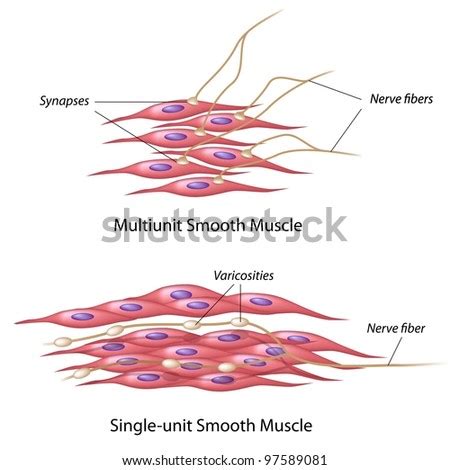 This smooth muscle can be found surrounding the walls of the blood vessels, the bronchioles in the lungs, and the sphincter muscles used in the gi tract.the gi tract, which is tubular by design, also houses longitudinal muscles in addition to the smooth. Smooth Muscle Stock Images, Royalty-Free Images & Vectors ...
