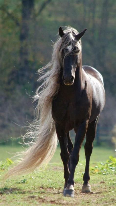 Look At Her Hair Horse Horses Animals Beautiful Most Beautiful Horses